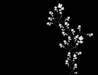 /album/wallpapers-black/a53-jpg/